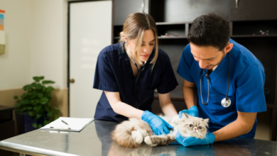 Natural Approaches To Feline Wellness