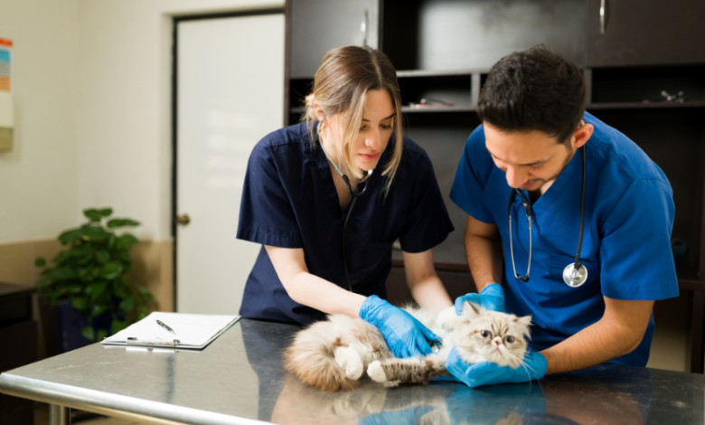 Natural Approaches To Feline Wellness