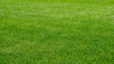 Outdoor Artificial Turf for Dogs: The Ultimate Guide for Pet-Friendly Lawns