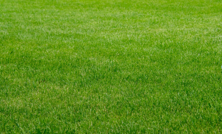 Outdoor Artificial Turf for Dogs: The Ultimate Guide for Pet-Friendly Lawns