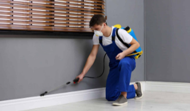 Best Pest Control Langley Solutions for Effective Home Protection