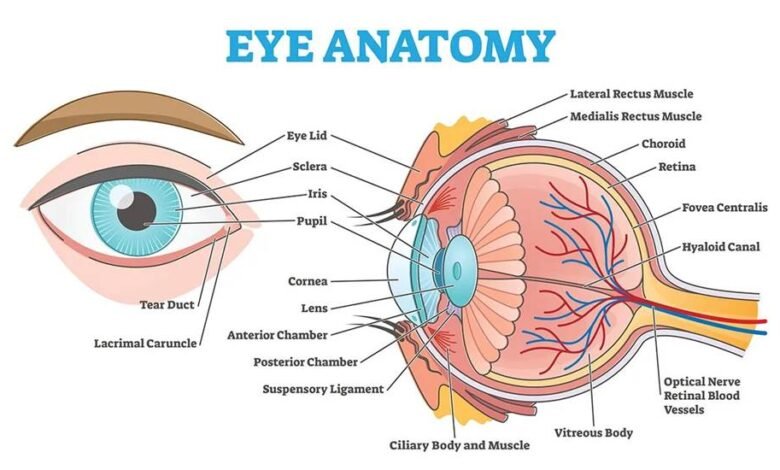 Early Signs of Wet Macular Degeneration and Why Timely Treatment Matters