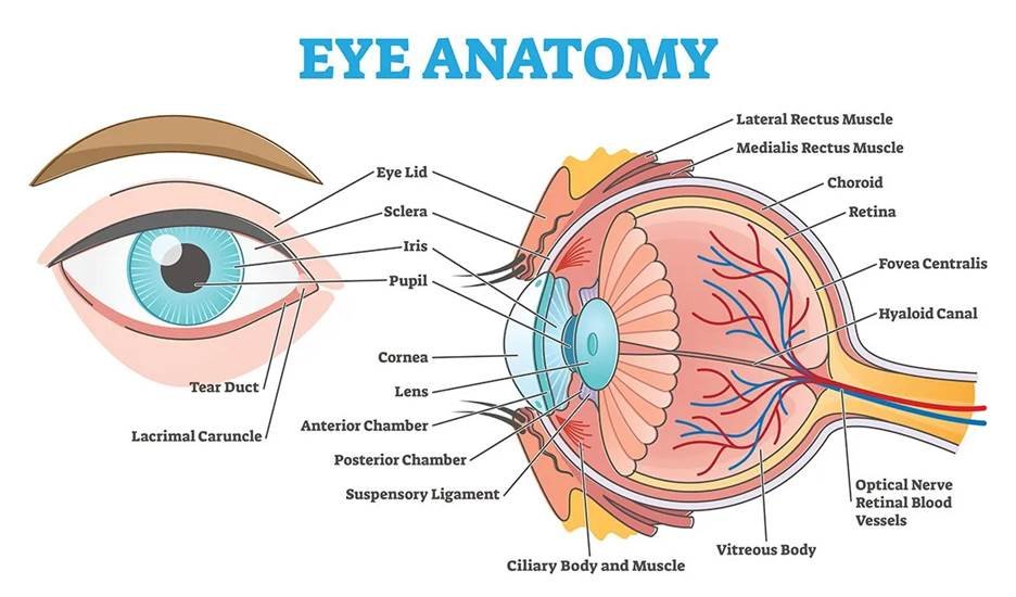 Early Signs of Wet Macular Degeneration and Why Timely Treatment Matters - selman tech || selmantech com || selmantech com app download