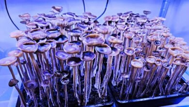 Psilocybin Mushrooms
