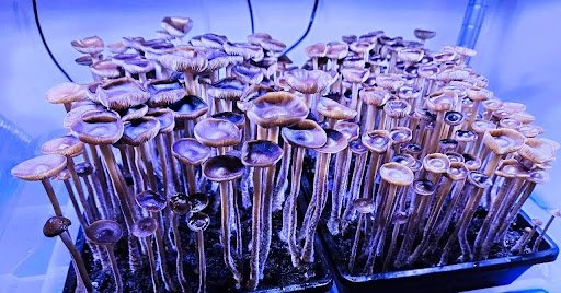 Psilocybin Mushrooms