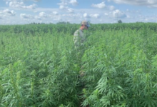 The Rise of Dispensary Cannabis Culture