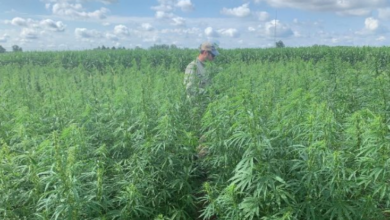 The Rise of Dispensary Cannabis Culture