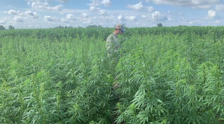 The Rise of Dispensary Cannabis Culture