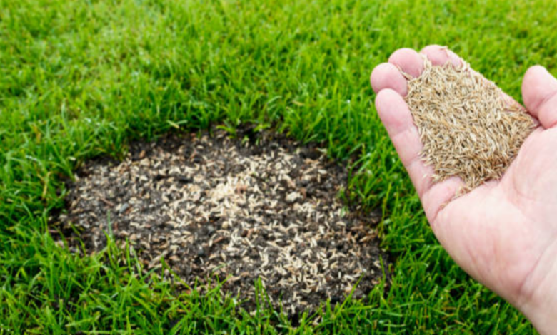The Best Time of Year for Buying Grass Seeds in Australia