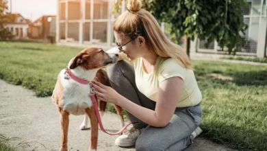 The Essential Commercial Guide to Dog Boarding Insurance UK