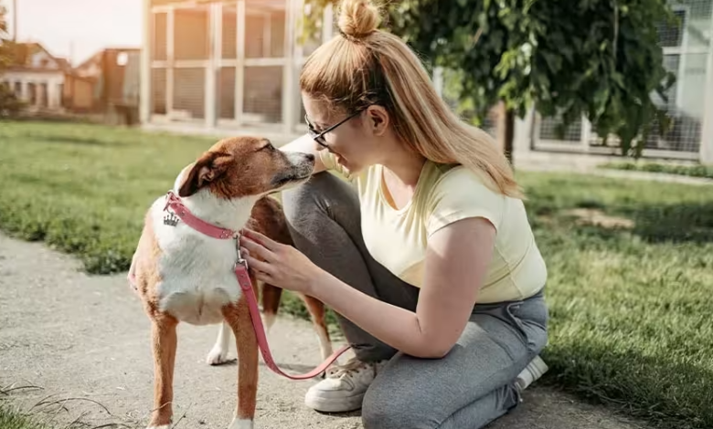 The Essential Commercial Guide to Dog Boarding Insurance UK