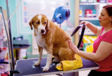 Grooming Isn't Just Fur Deep: The Hidden Health Perks You Didn't Know