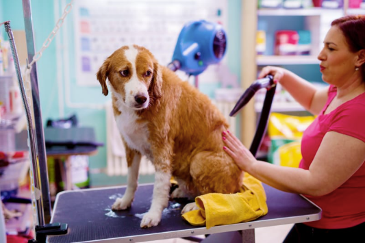 Grooming Isn't Just Fur Deep: The Hidden Health Perks You Didn't Know