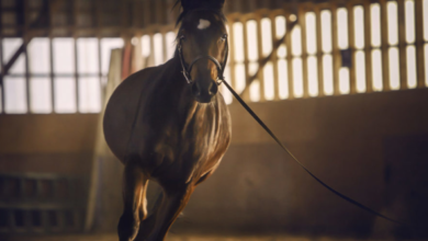 Upscaling Your Arenas for Your Horses