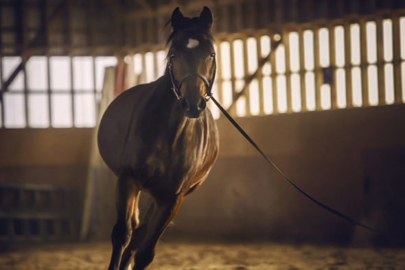 Upscaling Your Arenas for Your Horses