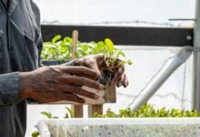 growth builder system identifier code