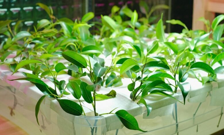 online growth system